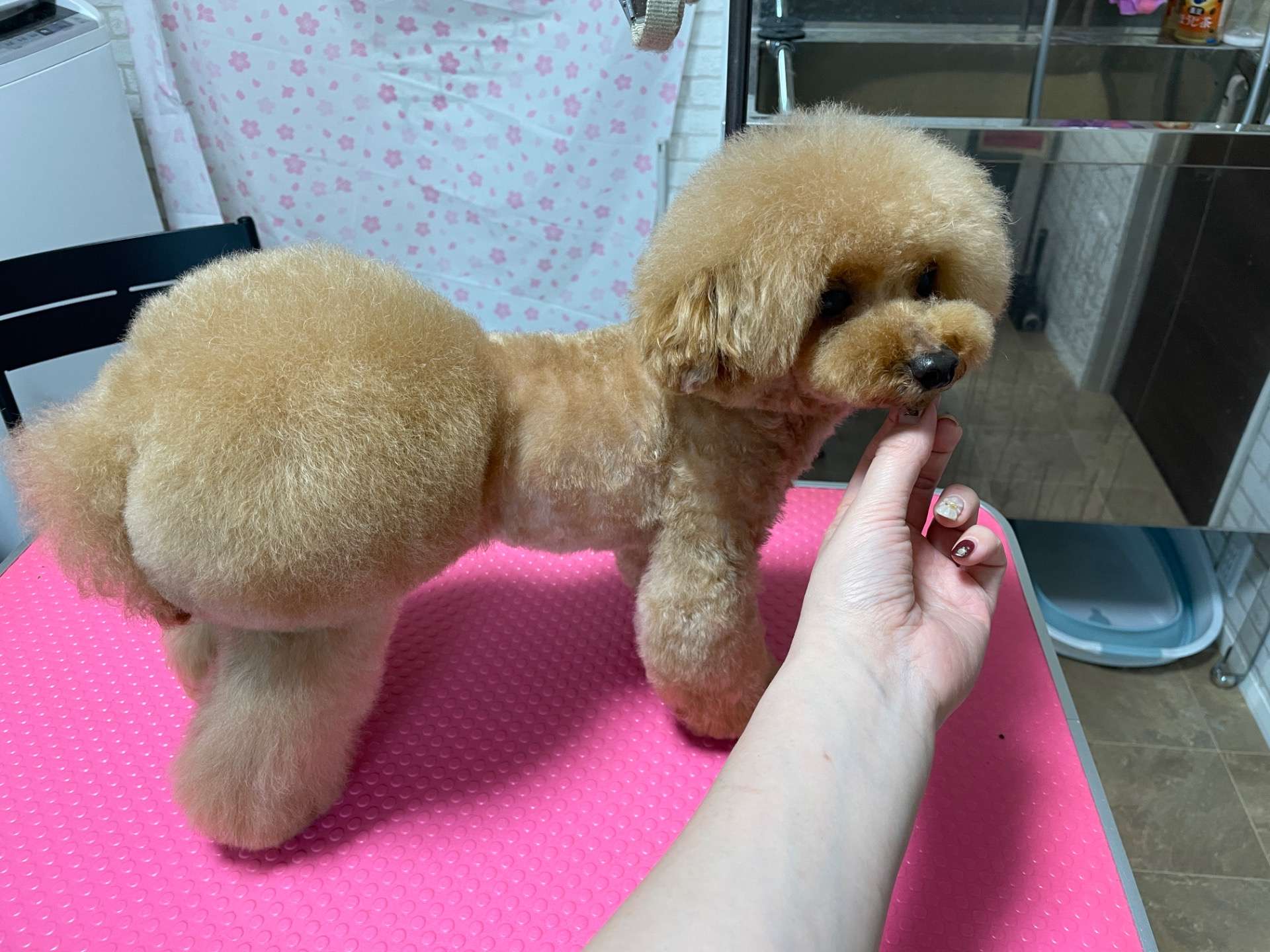 おパンツカット | ブログ | 埼玉県坂戸のトリミングならmilimili