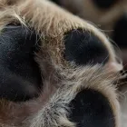 ミックス犬