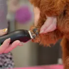 シニア犬
